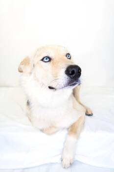Fezzick -  Husky Dog Available for Adoption in Bixby, Oklahoma - Fezzick | PetCurious