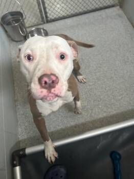 Jade -  Pit Bull Terrier Dog for Adoption in Huntington, Indiana - Jade | PetCurious