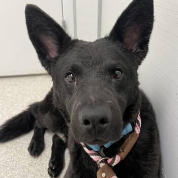 Shepherd Dogs Available for Adoption - Kale | PetCurious