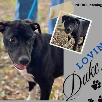 Rescue Labrador Retriever and Black Mouth Cur Dogs for Adoption in Wadena, Minnesota - Duke | PetCurious