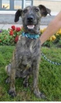 Pebbles -  Irish Wolfhound Dog for Adoption in Pottsville, Pennsylvania - Pebbles | PetCurious