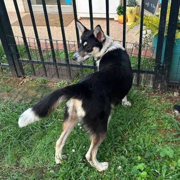 Tina Faye -  Mixed Breed Dog for Adoption in Brownsboro, Alabama - Tina Faye | PetCurious