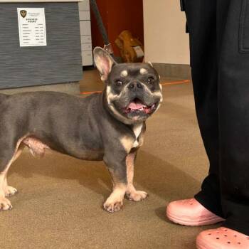 French Bulldog Dogs Available for Adoption in Turlock, California - Taz | PetCurious
