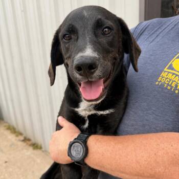 Retriever and Shepherd Dogs Available for Adoption in Tulsa, Oklahoma - Vinny | PetCurious