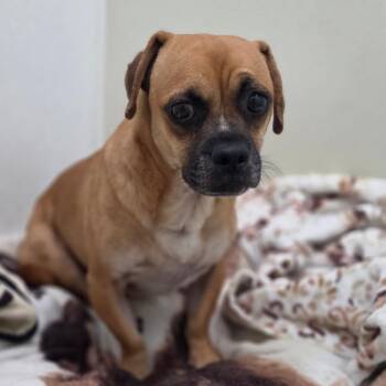 Beezlebub - Chino Hills Location -  Pug and Mixed Breed Dog for Adoption in Chino Hills, California - Beezlebub - Chino Hills Location | PetCurious