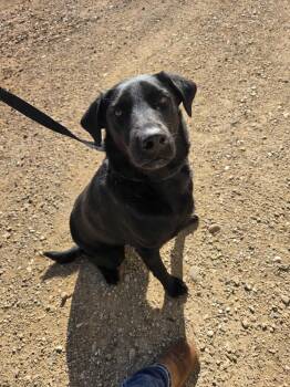 Rescue Labrador Retriever Dogs for Adoption in Roosevelt, Utah - Forest | PetCurious