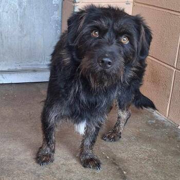 Nigel -  Schnauzer and Basset Hound Dog for Adoption in Grand Bay, Alabama - Nigel | PetCurious