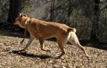 German Shepherd Dog and Golden Retriever Dogs Available for Adoption in Attalla, Alabama - Skye | PetCurious