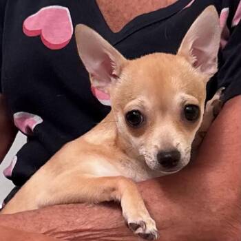 Zuzu -  Chihuahua Dog for Adoption in Fort Lauderdale, Florida - Zuzu | PetCurious