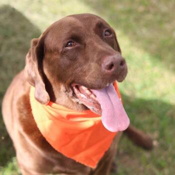 CHOCOLATE -  Labrador Retriever Dog for Adoption in San Antonio, Texas - CHOCOLATE | PetCurious