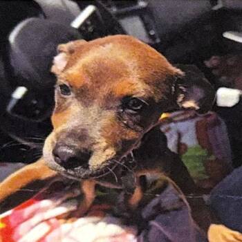 Higgins -  Pit Bull Terrier and Mixed Breed Dog for Adoption in San Antonio, Texas - Higgins | PetCurious
