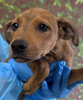 Maggie Mae -  Shepherd and Mixed Breed Dog for Adoption in San Antonio, Texas - Maggie Mae | PetCurious