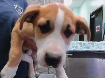 German Shepherd Dog and Mixed Breed Dogs Available for Adoption in Tulsa, Oklahoma - ALFREDO | PetCurious