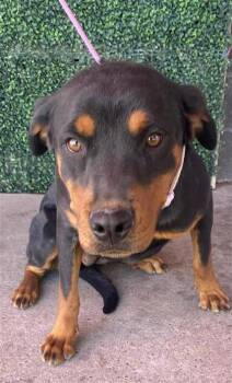 Rottweiler and Mixed Breed Dogs Available for Adoption in El Paso, Texas - Roxanne | PetCurious