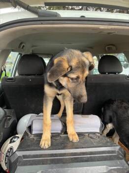 Rescue German Shepherd Dog Dogs for Adoption in Stockton, California - CARRIE | PetCurious