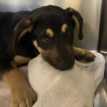 Saturn -  Pit Bull Terrier Dog for Adoption in Goleta, California - Saturn | PetCurious