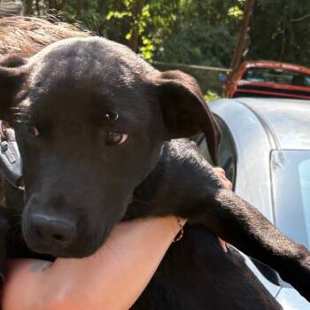 Mixed Breed Dogs Available for Adoption in Columbus, Georgia - 04/22/2026-Stray-BradleyParkDrive-2 | PetCurious