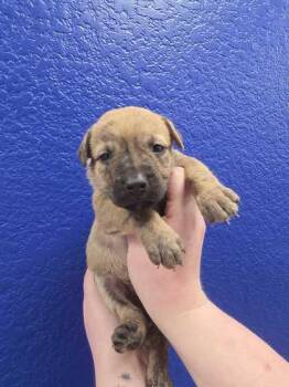 Dopey -  Dutch Shepherd and Mixed Breed Dog for Adoption in Morton Grove, Illinois - Dopey | PetCurious