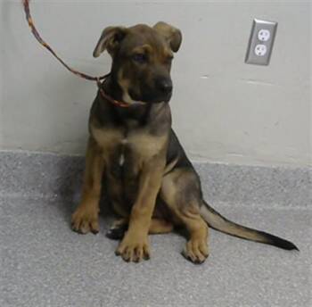 Pit Bull Terrier and Mixed Breed Dogs Available for Adoption in Pasadena, Texas - TWISTER | PetCurious