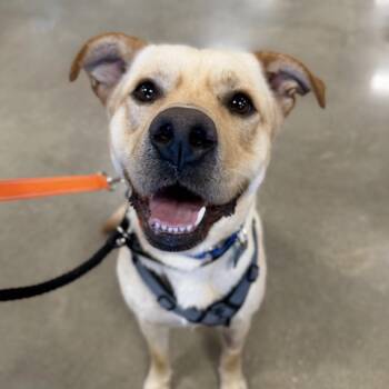 Teo -  Labrador Retriever Dog for Adoption in Naperville, Illinois - Teo | PetCurious