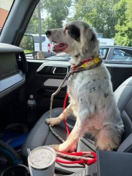 Available - Dottie -  English Setter Dog for Adoption in Havertown, Pennsylvania - Available - Dottie | PetCurious