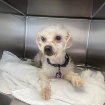 Miniature Poodle Dogs Available for Adoption - Sid | PetCurious