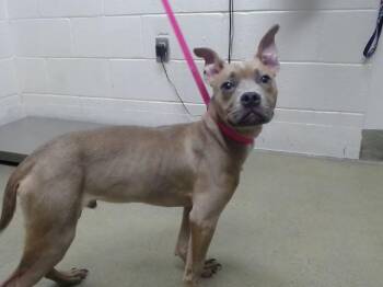 A554061 -  Pit Bull Terrier and Mixed Breed Dog for Adoption in Moreno Valley, California - A554061 | PetCurious