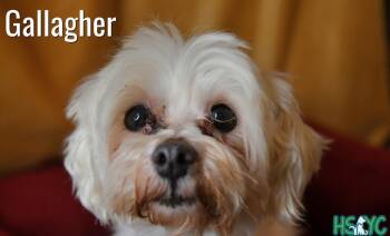 Mixed Breed Dogs Available for Adoption - Gallagher | PetCurious