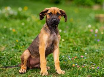 Leo -  Boxer and Great Dane Dog for Adoption in Sebastian, Florida - Leo | PetCurious