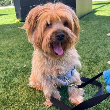 Pip -  Silky Terrier Dog for Adoption in Walnut Creek, California - Pip | PetCurious
