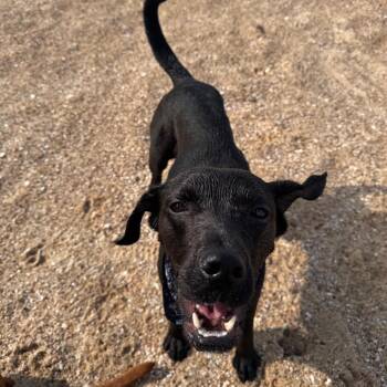 Nyxie -  Black Labrador Retriever Dog for Adoption in Salt Lake City, Utah - Nyxie | PetCurious