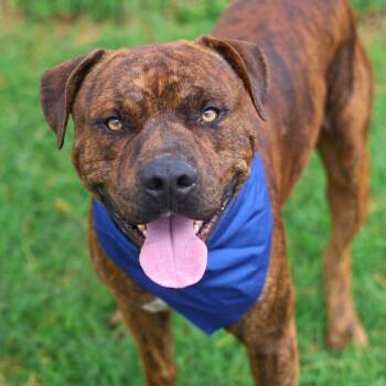 BRUCE -  American Staffordshire Terrier Dog for Adoption in San Antonio, Texas - BRUCE | PetCurious