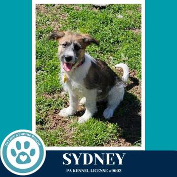 Shepherd and Terrier Dogs Available for Adoption in Kimberton, Pennsylvania - Sydney (Smarty Pants Pups) 041126 | PetCurious