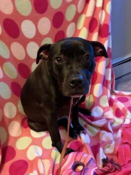 Cruella -  Pit Bull Terrier Dog for Adoption in Lindenhurst, New York - Cruella | PetCurious
