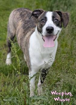 Mountain Cur and Whippet Dogs Available for Adoption in Mason, Michigan - Weeping Winnie (surgery 5/27) | PetCurious