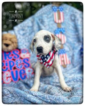Symphony -  American Bulldog and Pit Bull Terrier Dog for Adoption in Sebring, Florida - Symphony | PetCurious