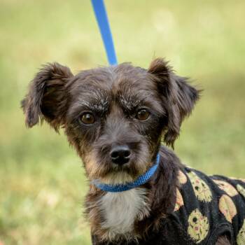 Rescue Terrier Dogs for Adoption in Lambertville, New Jersey - Charlotte | PetCurious