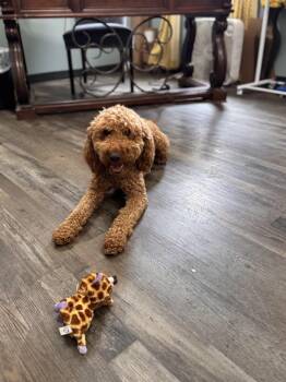Goldendoodle Dogs Available for Adoption in Sequatchie, Tennessee - Charlie  | PetCurious