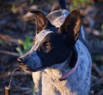 Rescue Australian Cattle Dog Blue Heeler Dogs for Adoption in Rockport, Indiana - Jami - Velcro Baby! | PetCurious