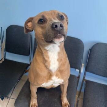 Pit Bull Terrier Dogs Available for Adoption - Colby | PetCurious