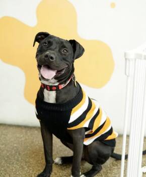 Rocky -  American Staffordshire Terrier Dog for Adoption in Pasadena, California - Rocky | PetCurious