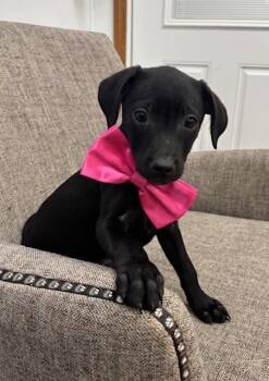 Nickel -  Labrador Retriever and Mixed Breed Dog for Adoption in Hawk Point, Missouri - Nickel | PetCurious