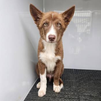 Ruff Gronkowski (p) -  Mixed Breed and Border Collie Dog for Adoption in New York, New York - Ruff Gronkowski (p) | PetCurious
