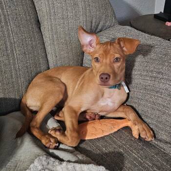 Possum -  Pit Bull Terrier Dog for Adoption in Brainerd, Minnesota - Possum | PetCurious