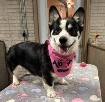 Marlie -  Pembroke Welsh Corgi Dog for Adoption in Denison, Iowa - Marlie | PetCurious
