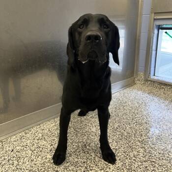 Black Labrador Retriever and Mixed Breed Dogs Available for Adoption in Madisonville, Tennessee - Gaston | PetCurious