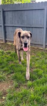 Great Dane Dogs Available for Adoption in Lewis Center, Ohio - Hela | PetCurious