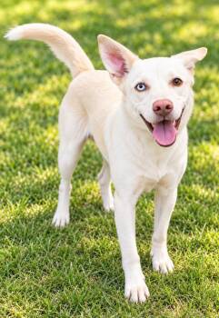 Naomi -  Husky and Labrador Retriever Dog for Adoption in Hardeeville, South Carolina - Naomi | PetCurious
