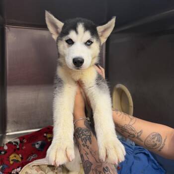 Amber -  Husky Dog for Adoption in Northbrook, Illinois - Amber | PetCurious