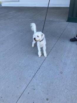 Jaxx -  Poodle and Maltese Dog for Adoption in Fergus Falls, Minnesota - Jaxx | PetCurious